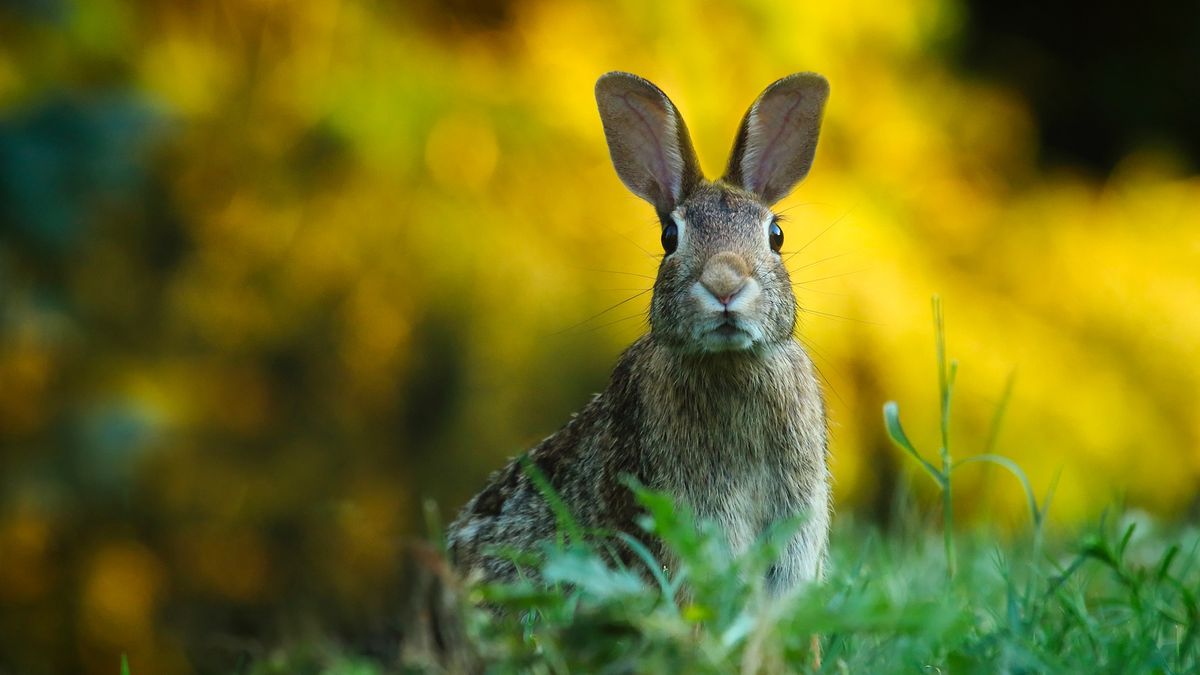 Nie ma tam innych zwierząt, ani ludzi. Oto królicza wyspa Ōkunoshima 1