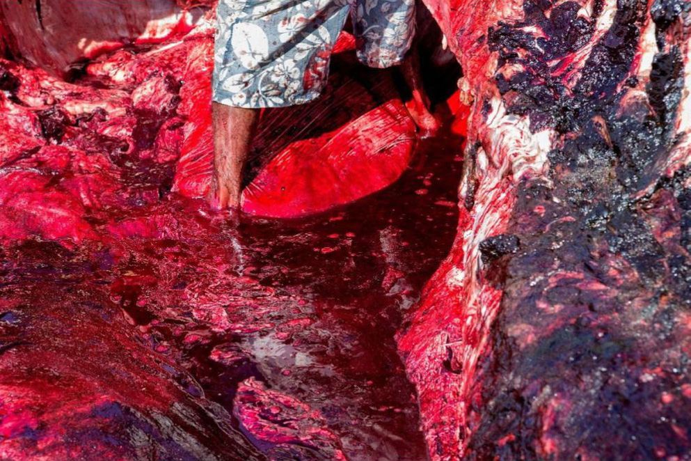 10. Wielki Konkurs Fotograficzny National Geographic - zobacz nagrodzone zdjęcia 3