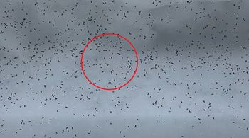 Zima w lesie zaskakuje. Leśnik chwycił za telefon