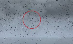 Zima w lesie zaskakuje. Leśnik chwycił za telefon