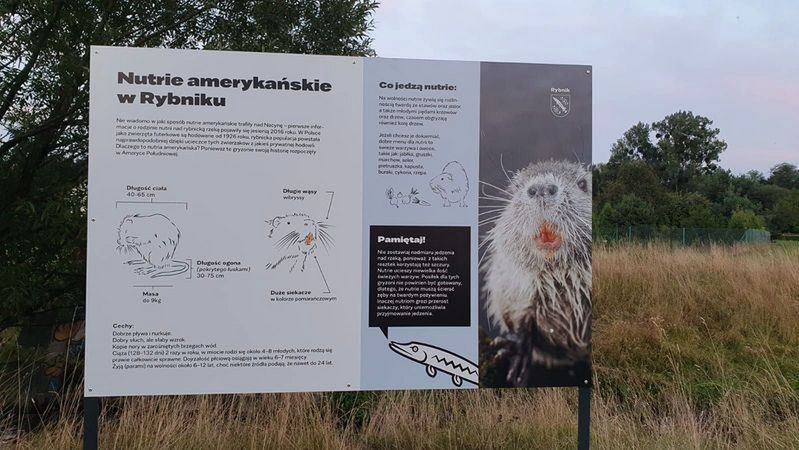 Rybnik. W mieście stanęły tablice informacyjne na temat nutrii amerykańskich.