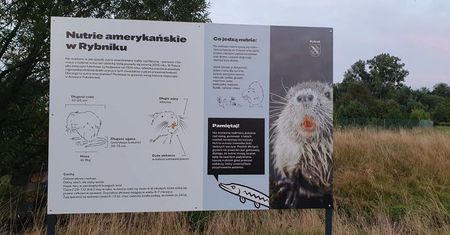 Rybnik. Miasto chwali się nutriami, mieszkają w centrum
