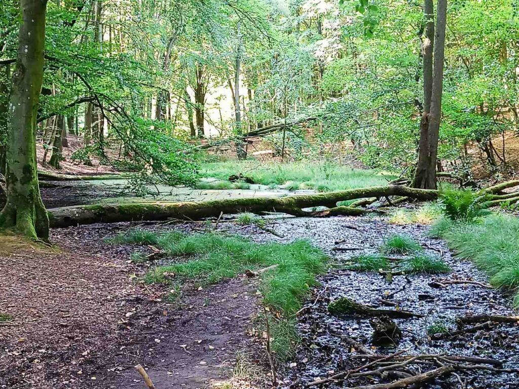  Park Jasmund - Rugia
