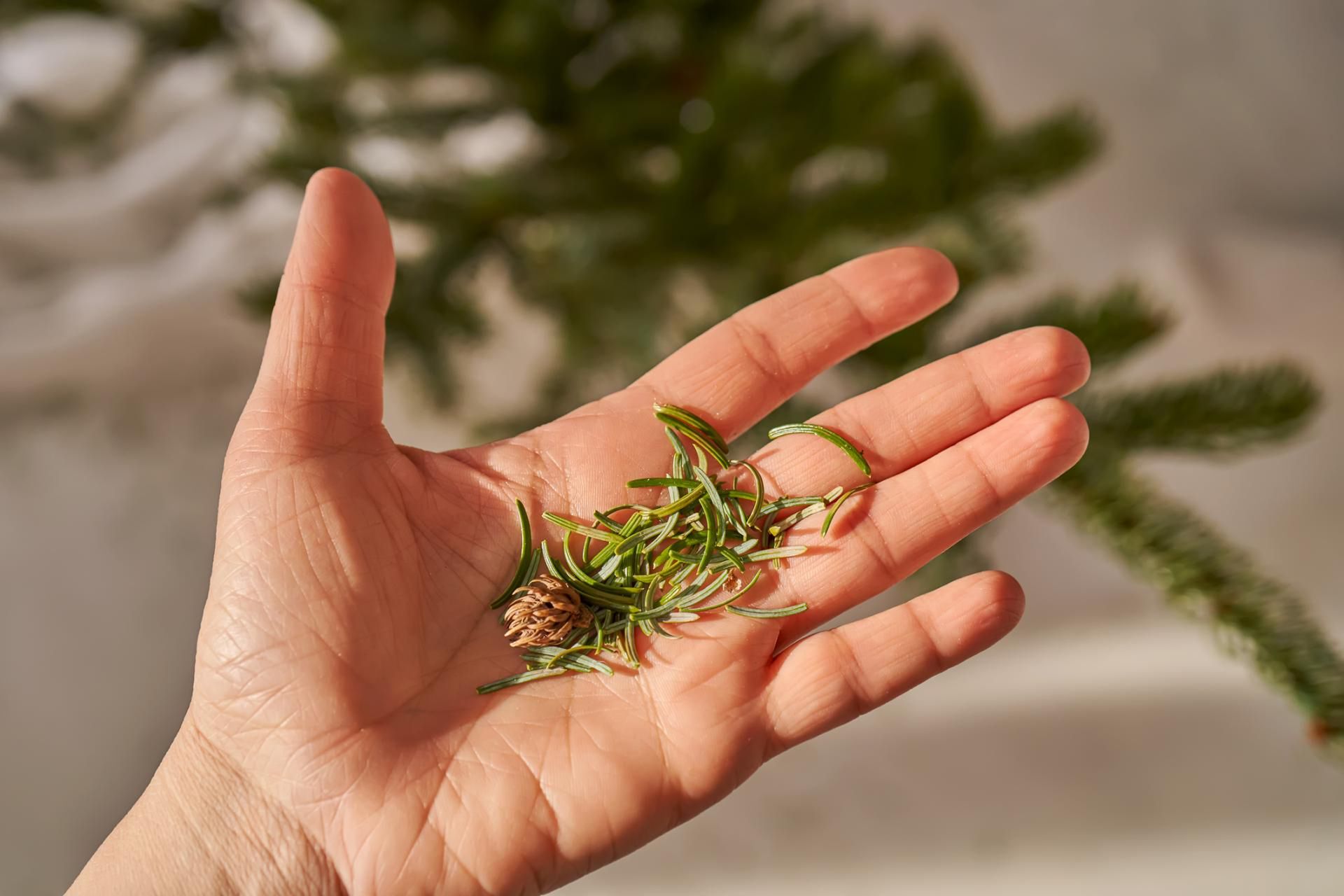 Z sosnowych igieł można przygotować napar