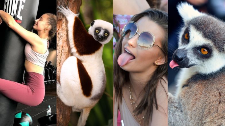 Lemury, które wyglądają jak Julia Wieniawa