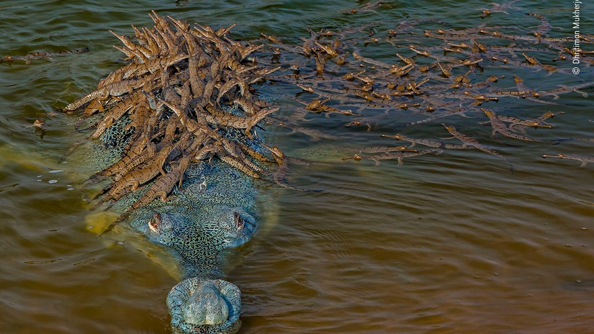 Tata krokodyl dorobił się setki dzieci. Urządził im przejażdżkę na grzbiecie 1
