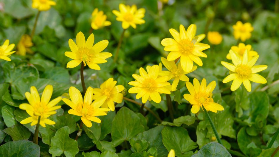 Jakie właściwości ma ziarnopłon wiosenny?