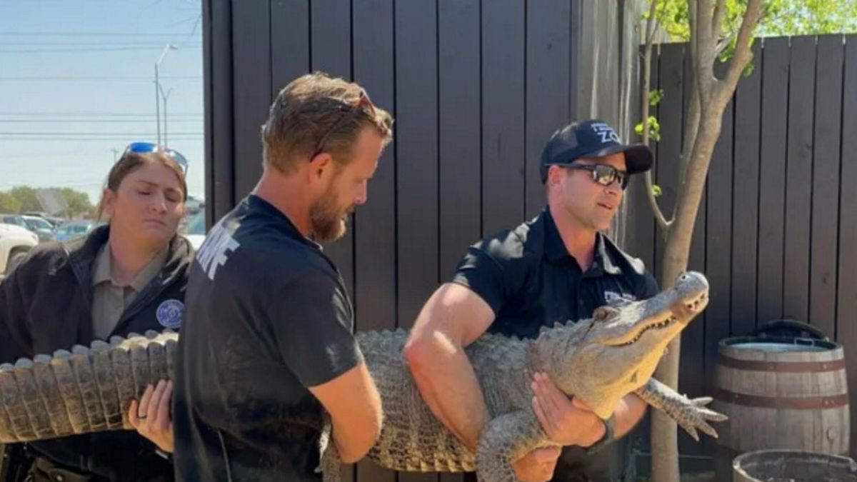 Właścicielka aligatora pracowała jako wolontariuszka w zoo. Tak udało jej się ukraść jednego z osobników