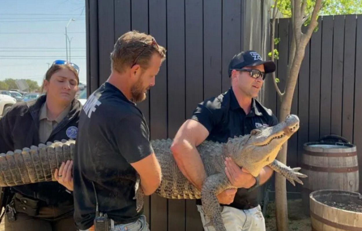 The alligator owner worked as a volunteer at the zoo. That's how she managed to steal one of the specimens.