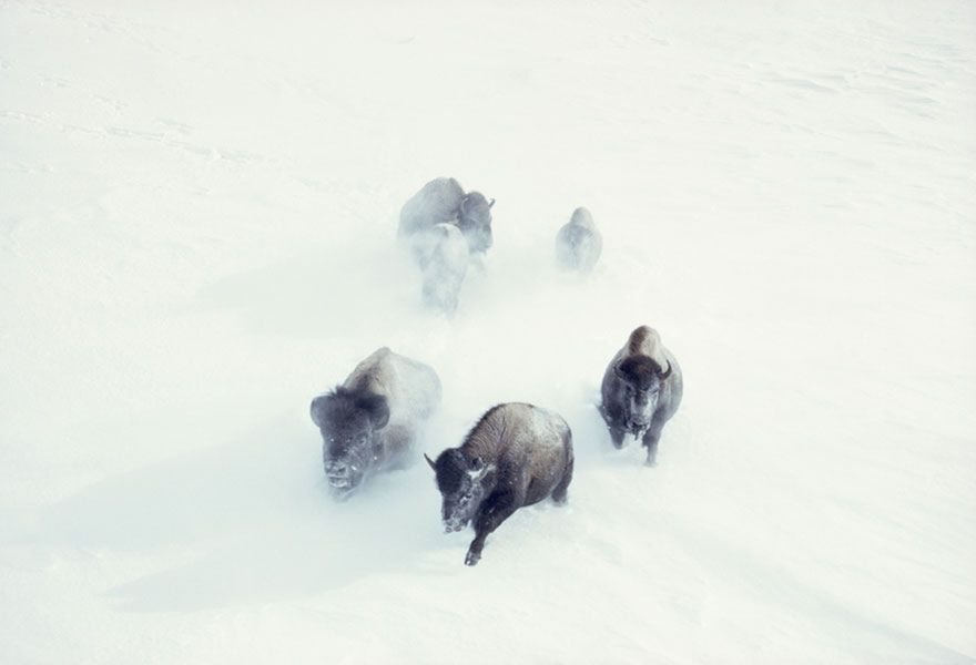 Genialne zdjęcia, które zostały zakopane w archiwum National Geographic 8