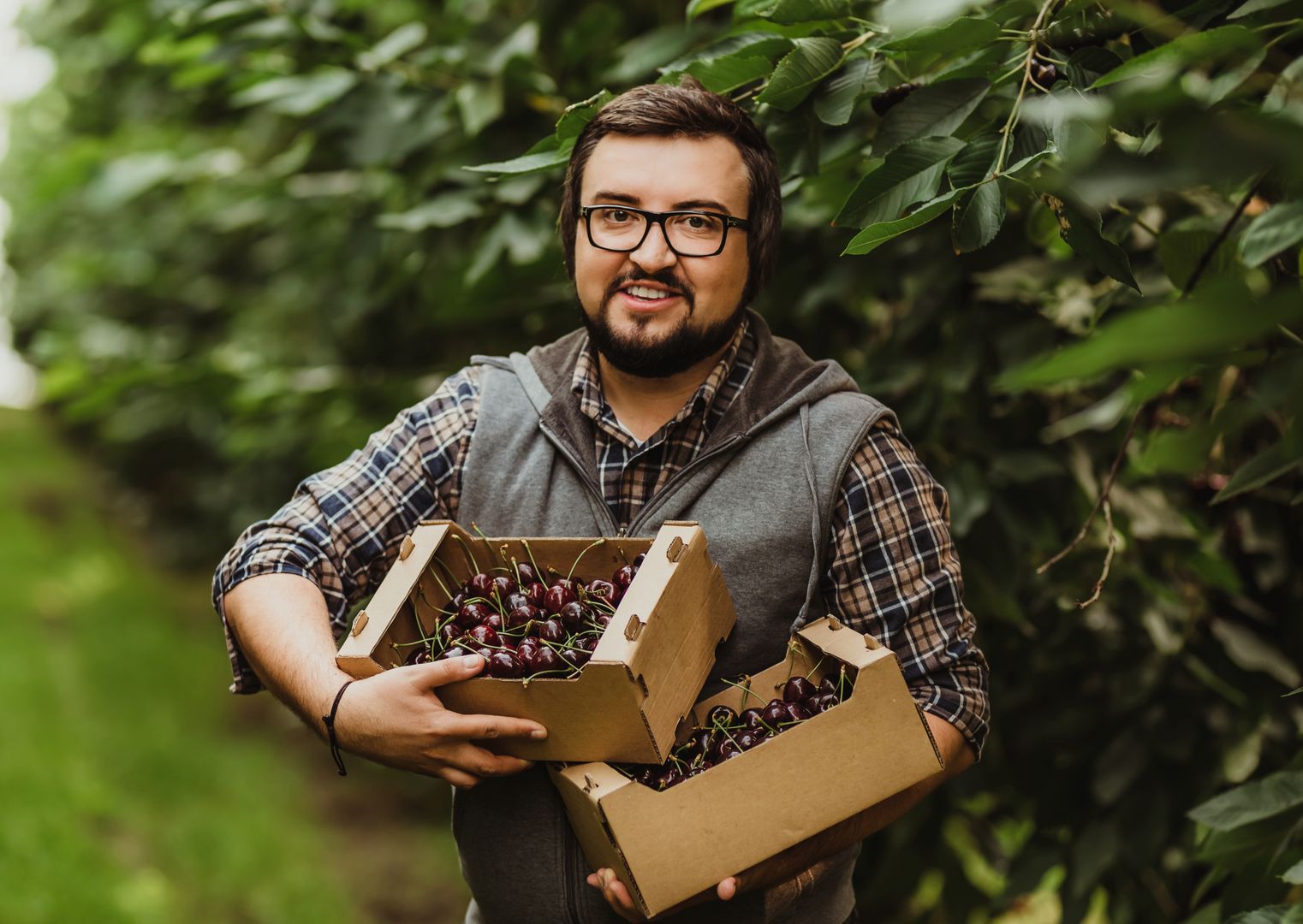 260 zł za czereśnie. Producent owoców nie gryzie się w język. "Produkt luksusowy"