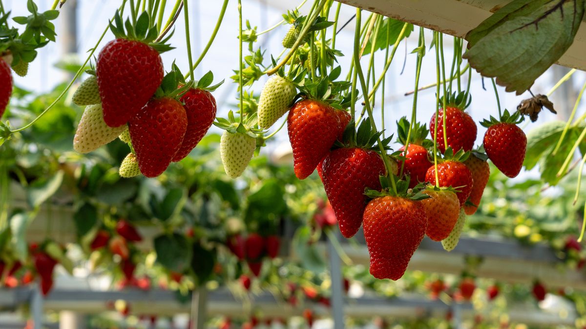 Sposób na piękne truskawki - zsiadłe mleko