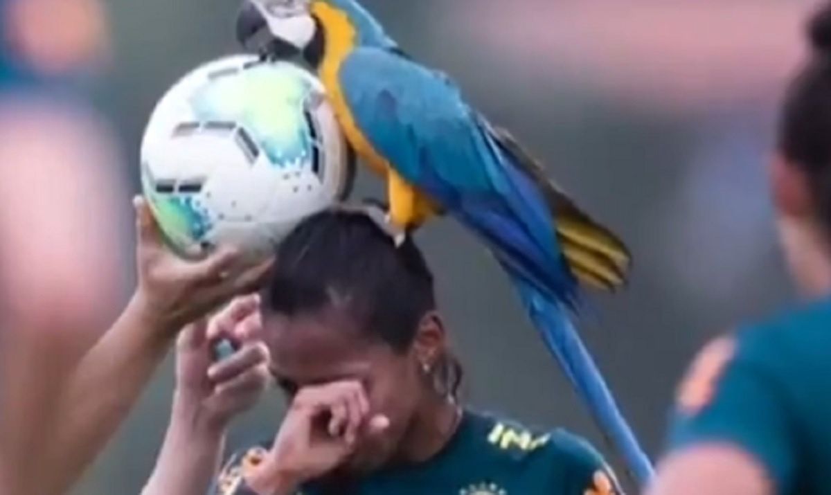 Niezwykłe obrazki z Brazylii. Piłkarka stanęła jak wryta