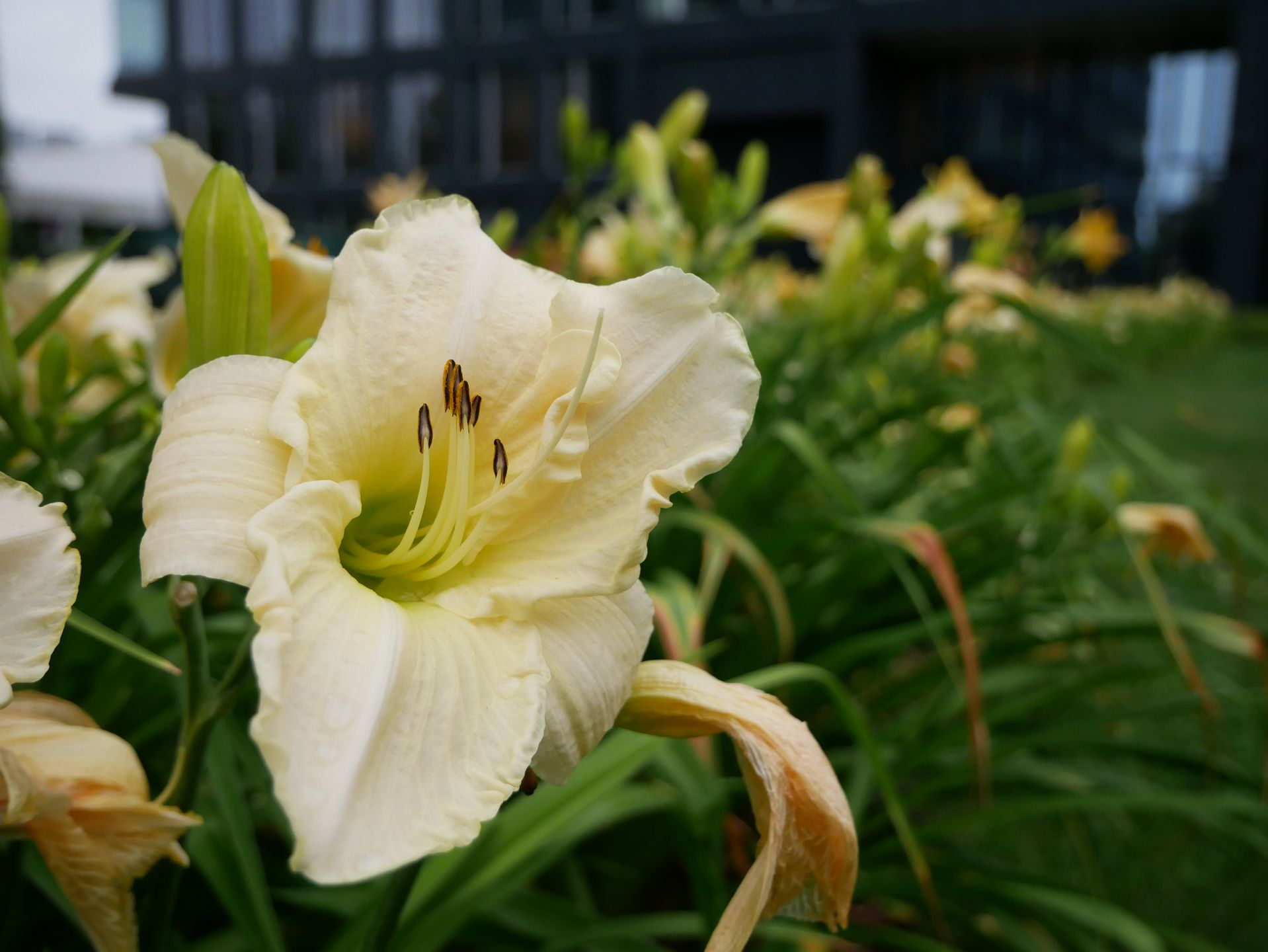 Panasonic Lumix G80 - pierwsze wrażenia i zdjęcia z nowego bezlusterkowca z matrycą 16 Mpix i filmami 4K 36