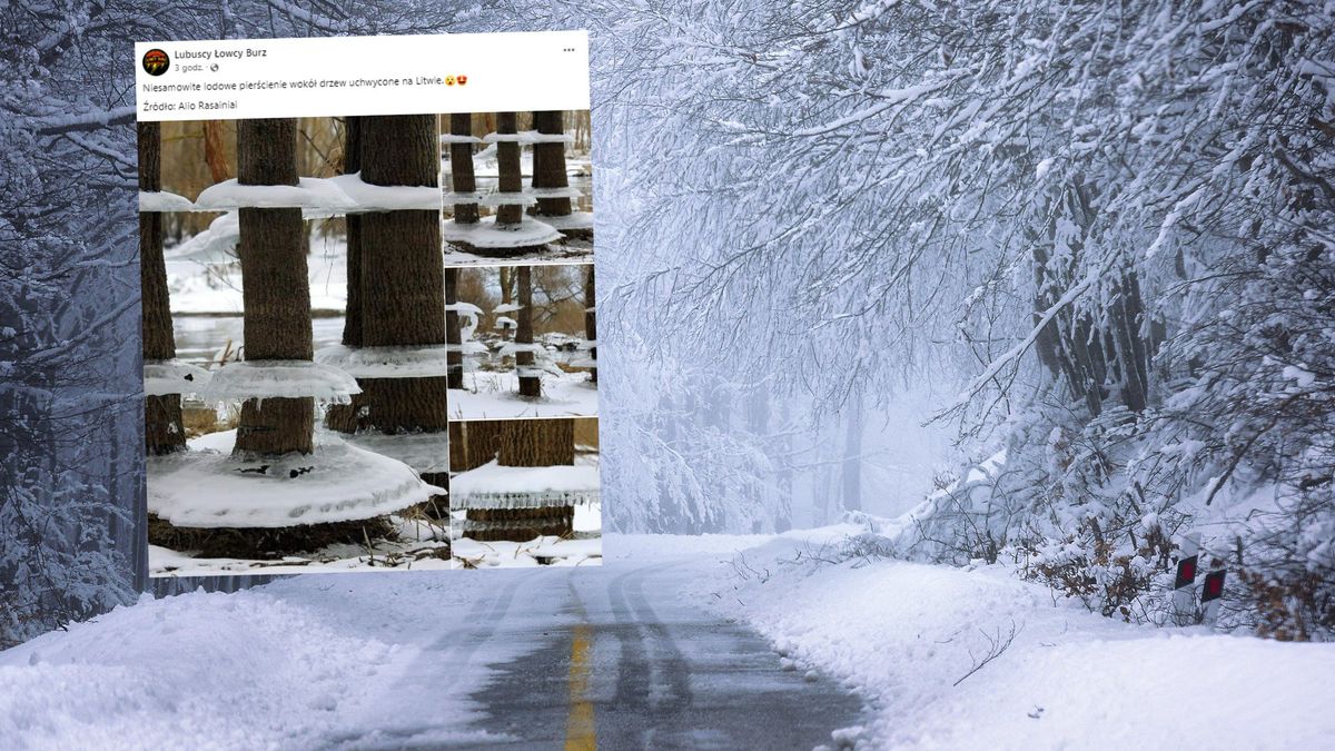 Niezwykłe zjawisko w lesie! Zdjęcia obiegły sieć. "Zdarza się w Polsce"