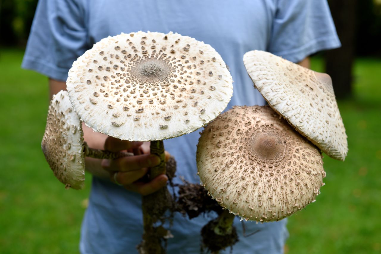 There's a lot of parasol mushrooms in the forests!