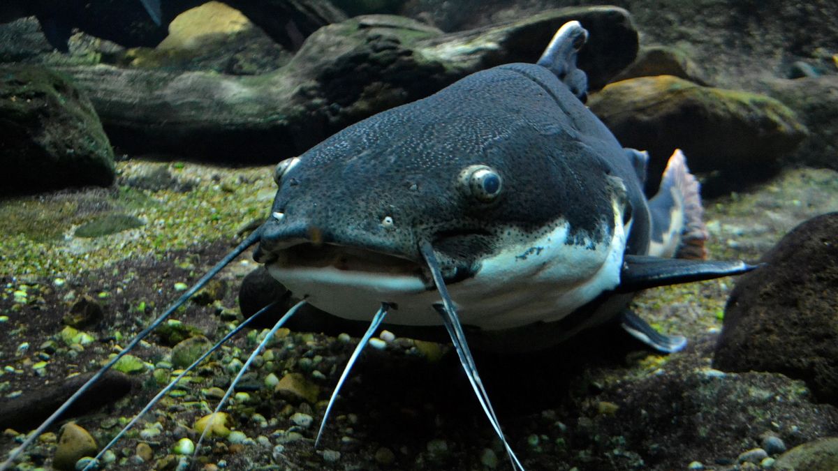 Sumy i trzęsienie ziemi