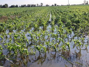 Rusza jesienna pomoc. Do 3000 zł za hektar dla poszkodowanych przez pogodę