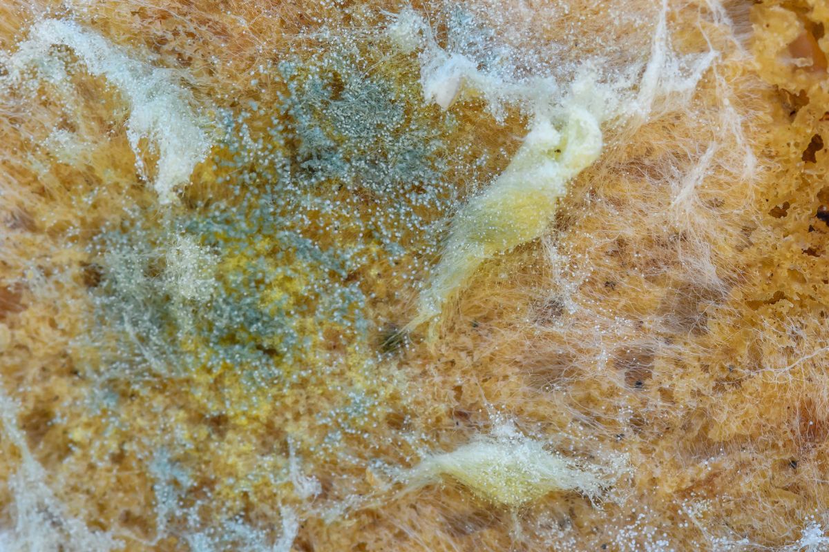 Mold is heterogeneous, appearing in patches