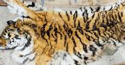 Zwłoki tygrysa syberyjskiego. Na świecie jest ich 600