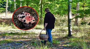 Świecą w ciemności, "krwawią" i pachną padliną. Te grzyby znajdziesz w polskich lasach