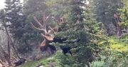 Mężczyzna z USA chciał nagrać łosia. Zwierzę nagle ruszyło do ataku