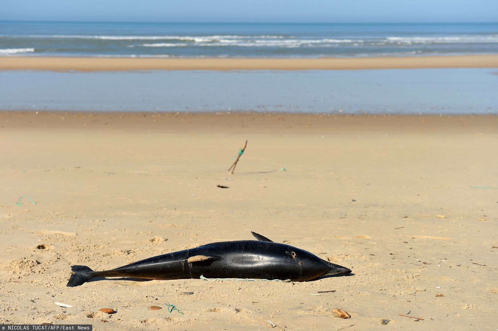 arch34TOPSHOT - A dead dolphin lies on a beach of the Atlantic Ocean near Lacanau, southwestern France, on March 22, 2019. - Over 1,100 beached dolphins have been recorded on the French Atlantic coast, mainly in the Vendee, Charente-Maritime and Gironde deprtments, according to the Pelagis Observatory, a marine mammal and seabird research laboratory based in La Rochelle. "We have dolphins arriving on the coast with marks, we can prove that it's accidental capture but we can not detect what fishing gear has contributed to this." We need to know exactly what it's happening", said Willy Dabin of the Pelagis Observatory. (Photo by NICOLAS TUCAT / AFP)NICOLAS TUCAT