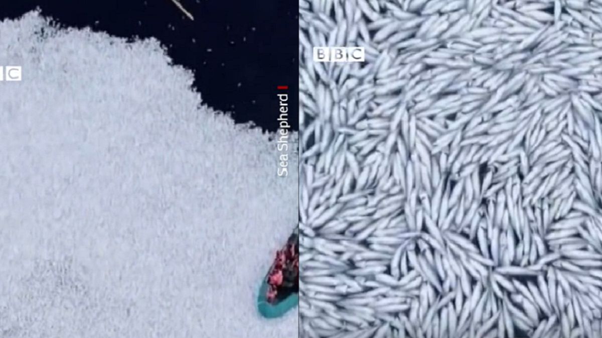 Tysiące martwych ryb 