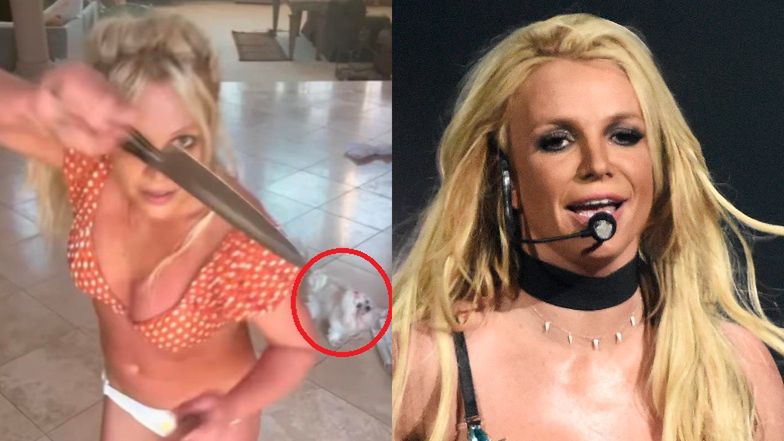 Taniec Britney Spears z NOŻAMI przeraził jej fanów. Apelują, by ODEBRAĆ JEJ PSY! "Biegają przestraszone. Trzeba je ocalić"