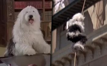 Internet płacze ze śmiechu. Człowiek-pies na planie filmu Disneya