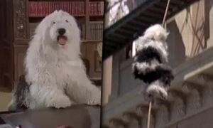 Internet płacze ze śmiechu. Człowiek-pies na planie filmu Disneya