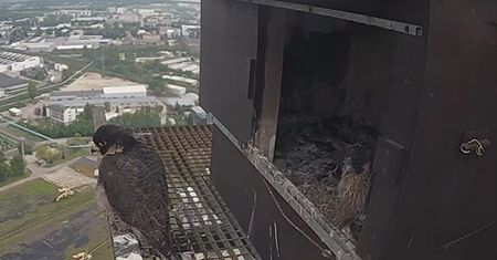 Tajemnicze zaginięcie sokoła Łupka z Lublina. Nie był widziany w gnieździe od kilku dni