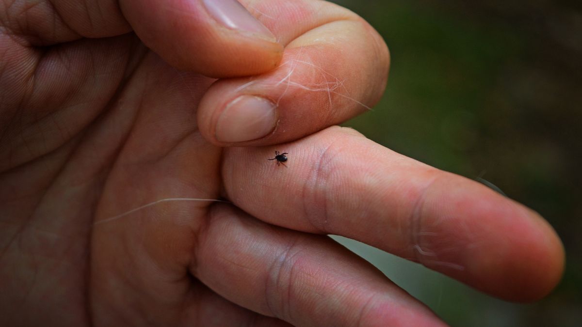 An infected insect tick crawls on the skin of a person's hand.
An infected insect tick crawls on the skin of a person's hand. isolated on a dark background. The tick was on a backyard cat. A parasitic tick.
Daryna Diakova
bite, cobweb, detail, green, babesiosis, deer tick, borreliosis, scapularis, araneus, vaccine, disease, building, closeup, repellent, lyme, tick, erythema, macro, infection, araneus diadematus, male, creature, creepy, target, carrier, fauna, parasite, health, mark, background, nobody
