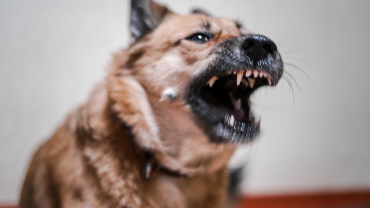 Pies ukąsił 11-latka w nogę