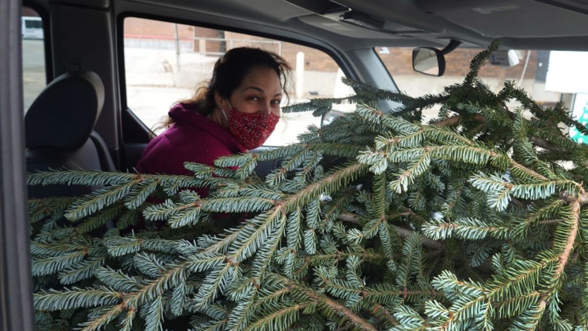 Jaką choinkę kupić?