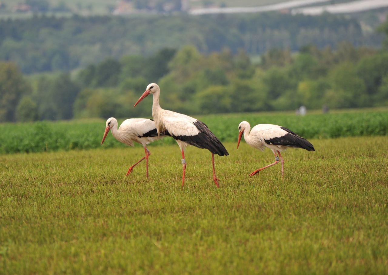 Bociany w upały mają białe nogi. Powód zaskakuje