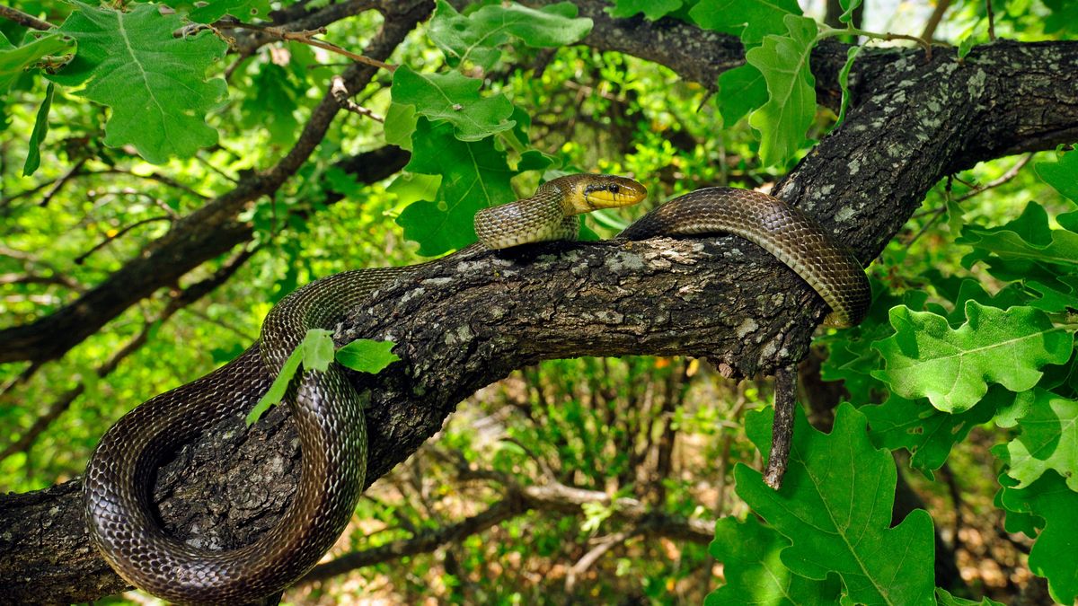 Choć zaskrońce, gniewosze czy nawet żmije też potrafią wspinać s