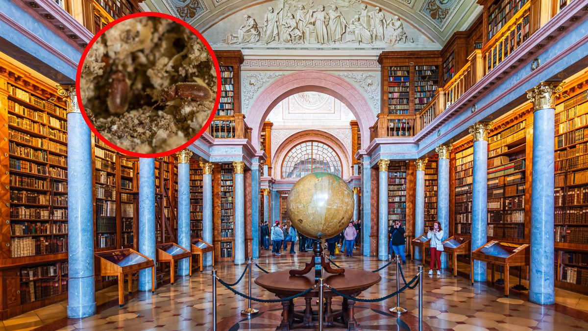 Chrząszcze zagrażają księgozbiorom w węgierskiej bibliotece 