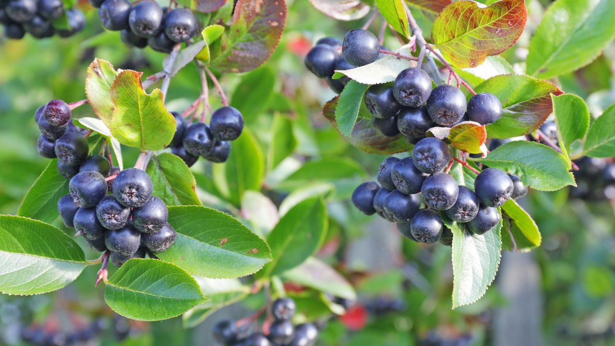 aronia, ashberry, berry, black, botanical, branch, bunch, bush, chokeberry, eating, european, food, fresh, freshness, fruits, garden, green, healthy, juicy, leaf, macro, melanocarpa, natural, nature, nutrition, organic, plant, ripe, rowan, vitamin, wild, rural, ecological, clean, healthy, autumn, summer, fruit, village, aronia, ashberry, berry, black, botanical, branch, bunch, bush, chokeberry, eating, european, food, fresh, freshness, fruits, garden, green, healthy, juicy, leaf, macro, melanocarpa, natural, nature, nutrition, organic, plant, ripe, rowan, vitamin, wild, rural, ecological, clean, autumn, summer, fruit, village