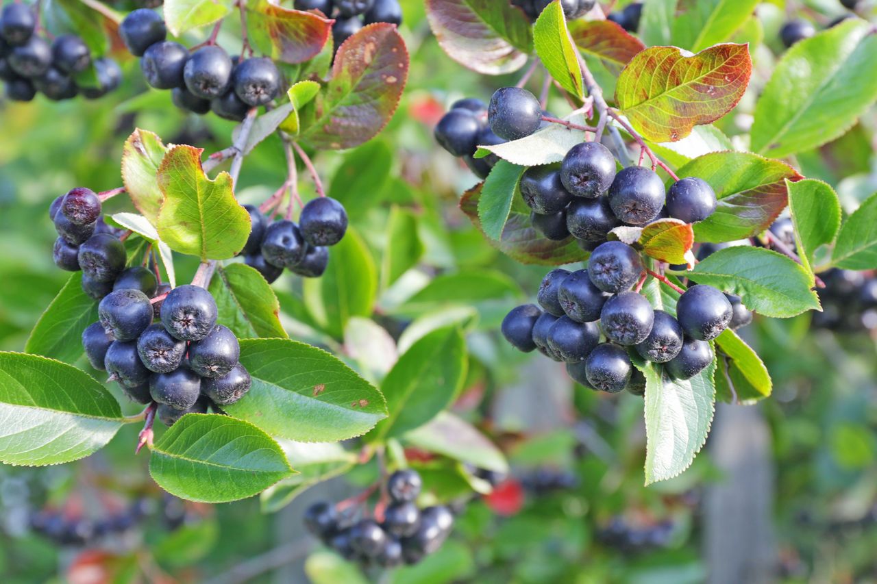 Suszona aronia