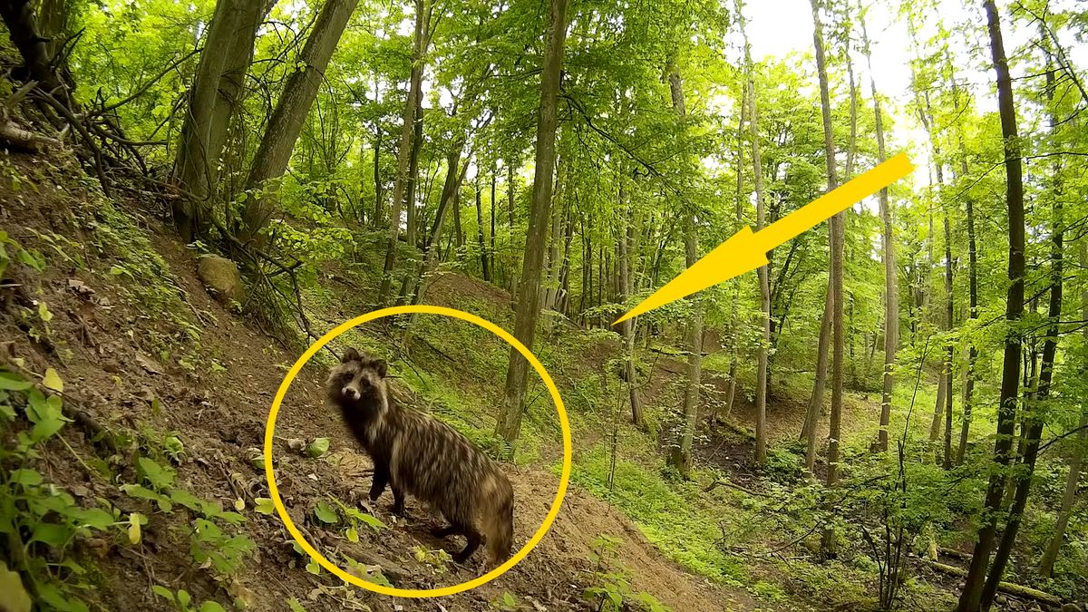 Jenot w polskim lesie 