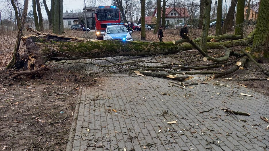 Wypadek w Kujawsko-Pomorskiem. Na 12-latkę spadło drzewo