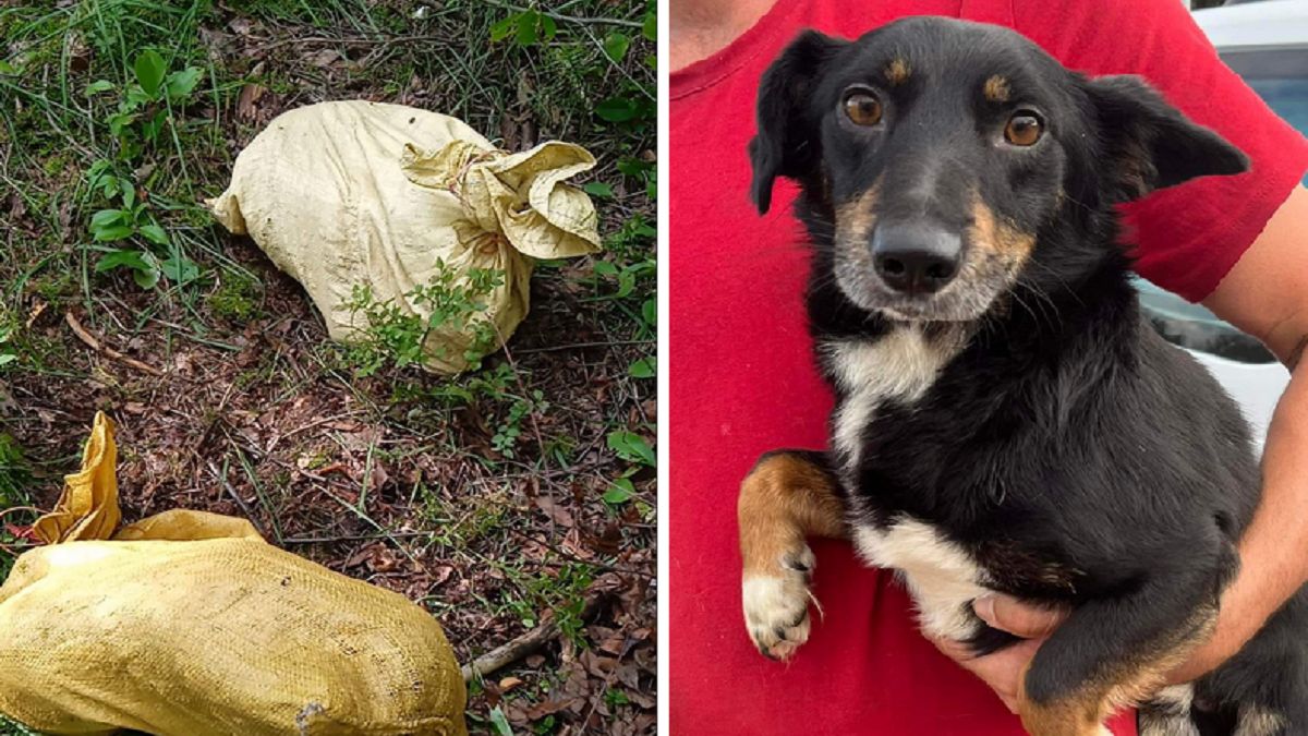 Zapakował do worków i wyrzucił psy w lesie. Okrutny sprawca zatrzymany