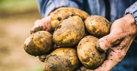 Polskę zalewają zagraniczne ziemniaki. Rolnicy są załamani