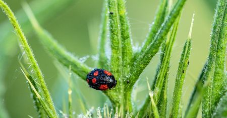 Plaga biedronek azjatyckich. Wygląd i występowanie. Jak zwalczyć biedronki azjatyckie?