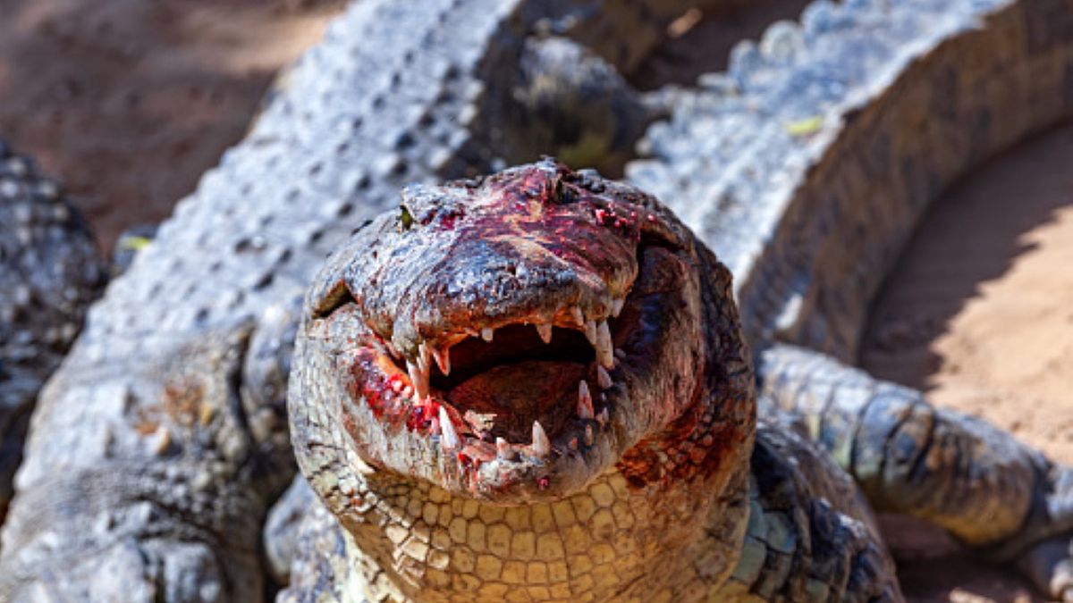 Dziewczynka została zaatakowana przez krokodyla, gdy pływała z innymi dziećmi w rzece (zdjęcie ilustracyjne) 