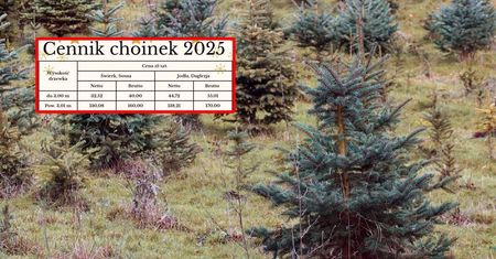 Rusza sprzedaż choinek. Są już pierwsze ceny