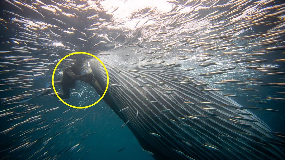 Mężczyzna został połknięty przez wieloryba.