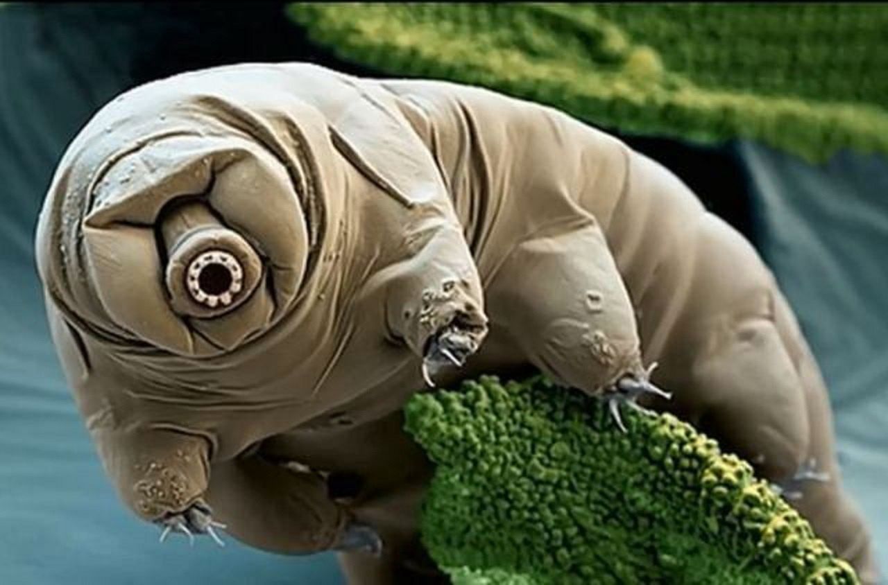 Amazing microscopic footage shows a tardigrade riding nematode