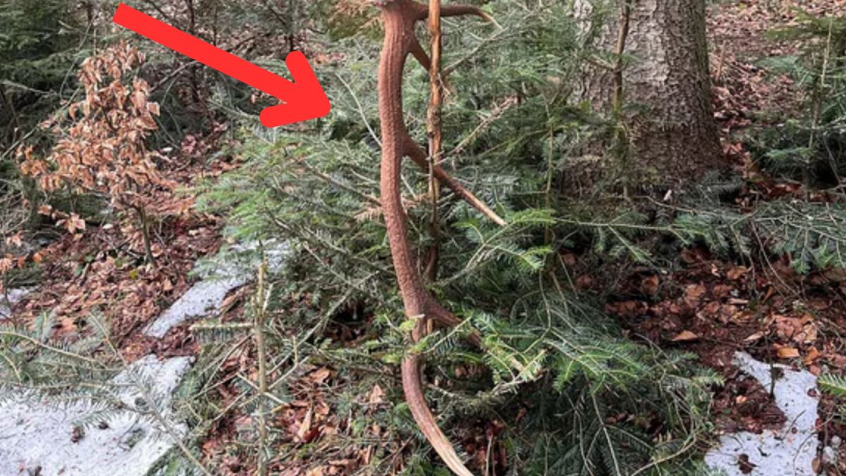 Byki jelenia zrzucają już poroże. To ten czas. 